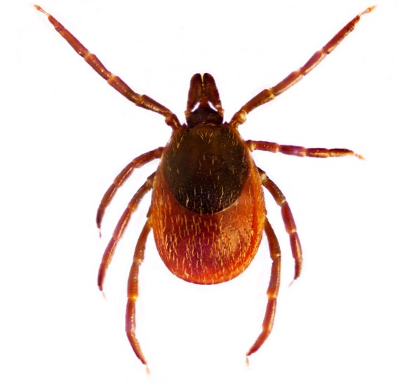 Ixodes ricinus atau kutu biasa